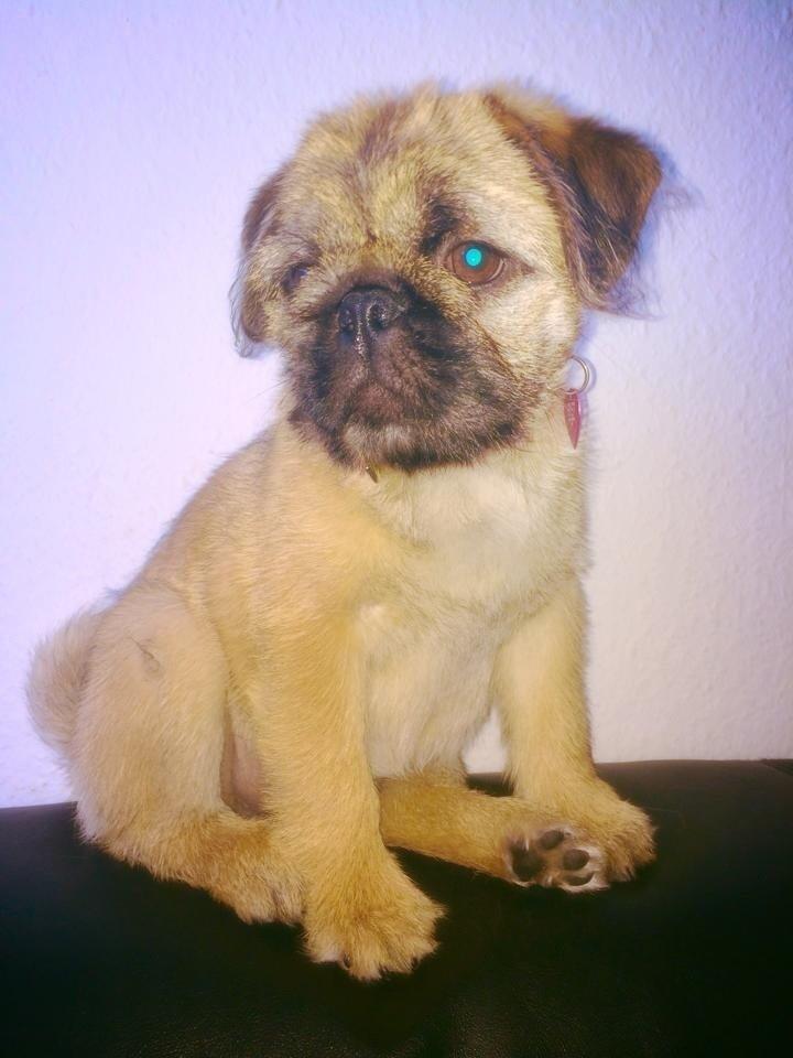 Blanding af racer Karla billede 24