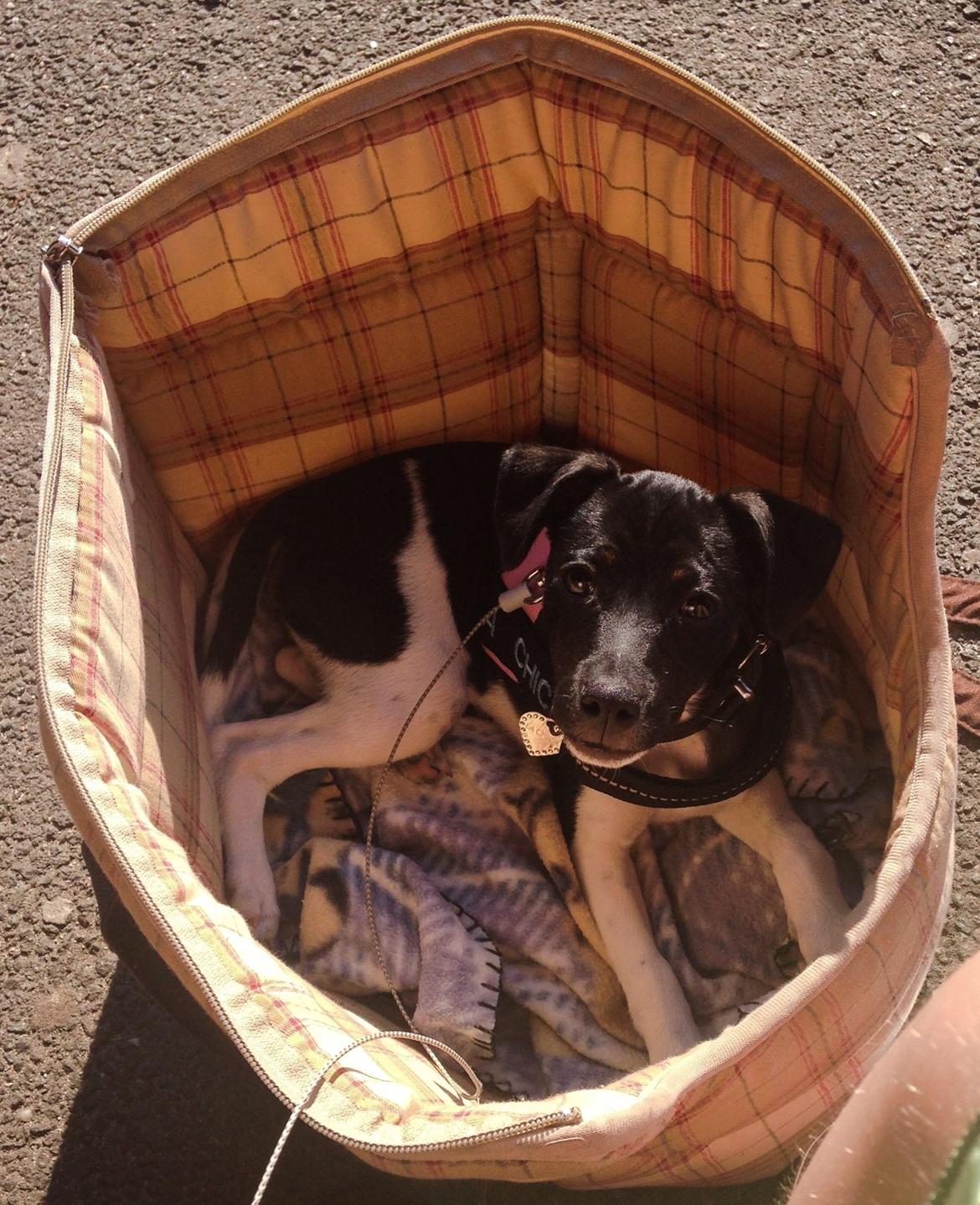 Blanding af racer La Chica - Venter tålmodig på toget billede 11