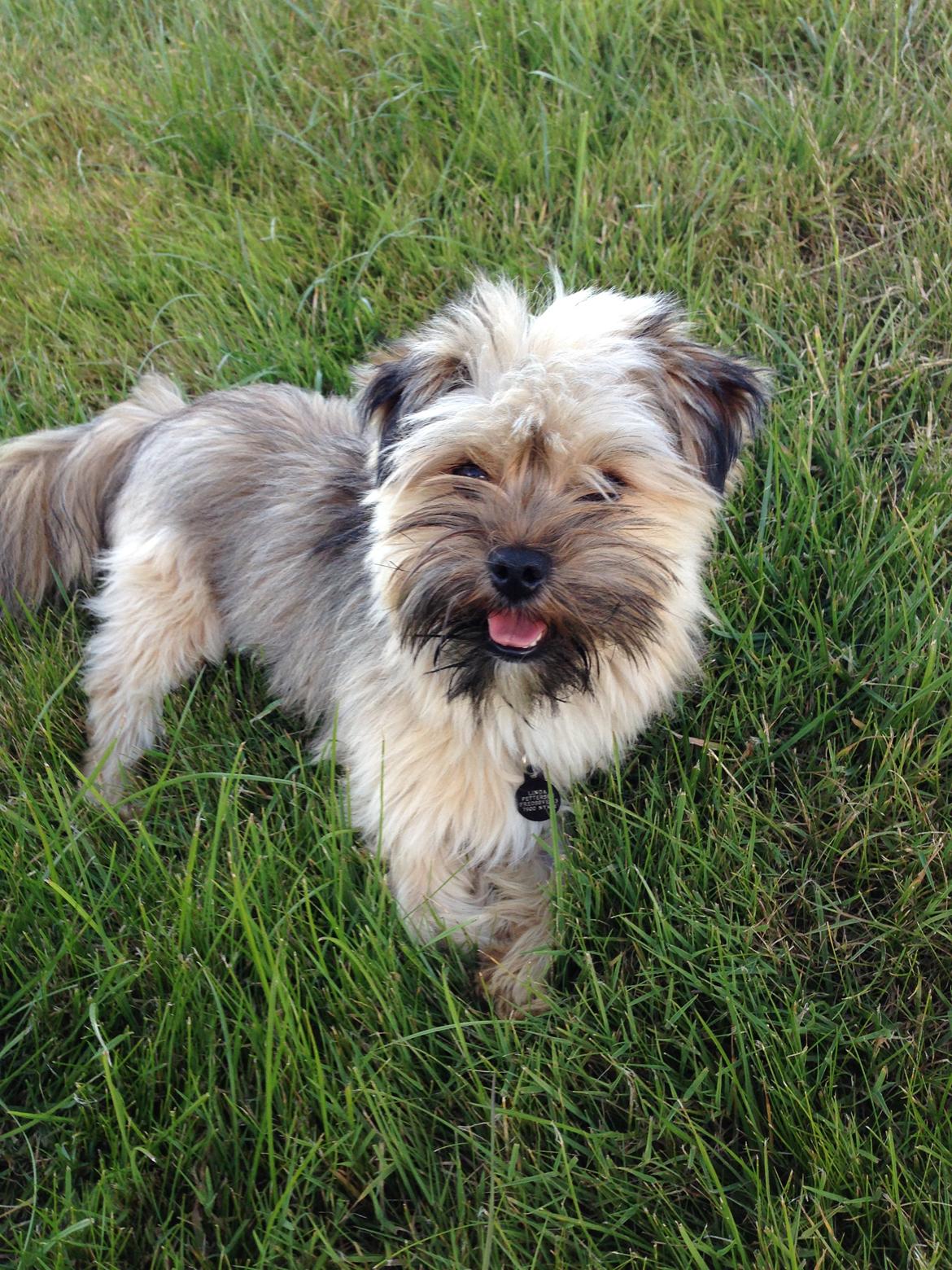 Blanding af racer Alto billede 5