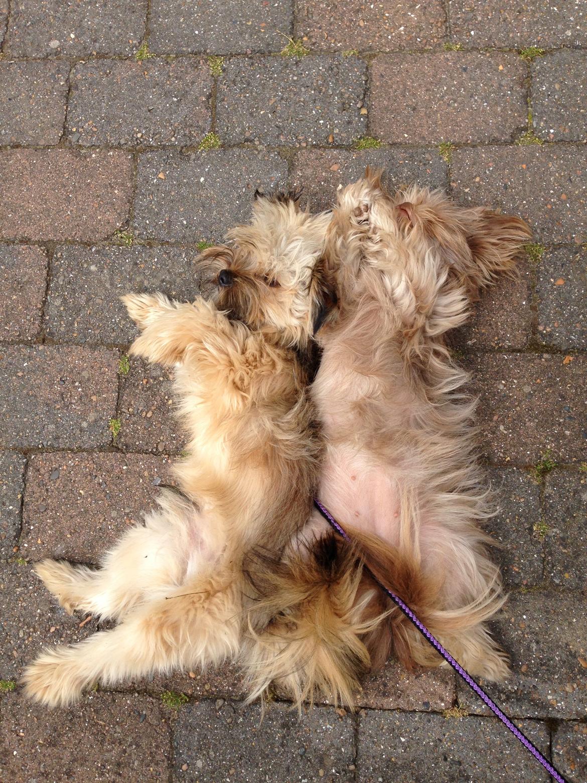 Blanding af racer Alto billede 6