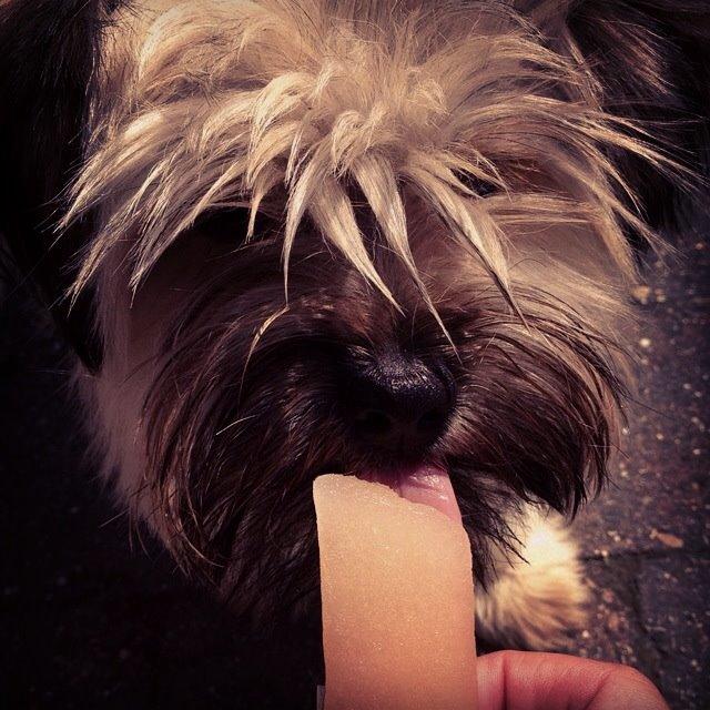 Blanding af racer Alto billede 7