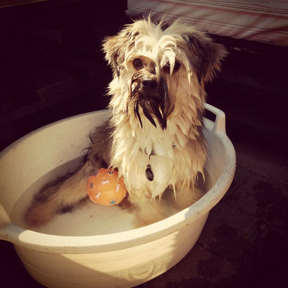 Blanding af racer Alto billede 8