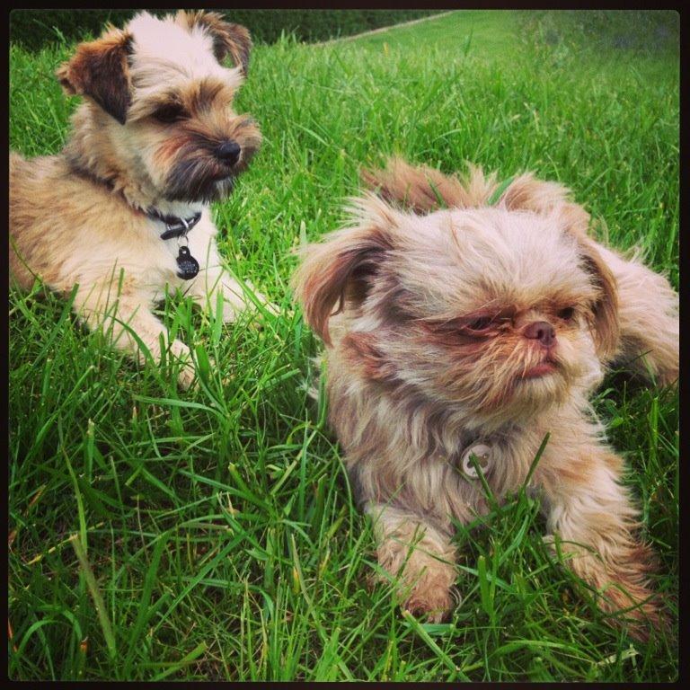 Blanding af racer Alto billede 9