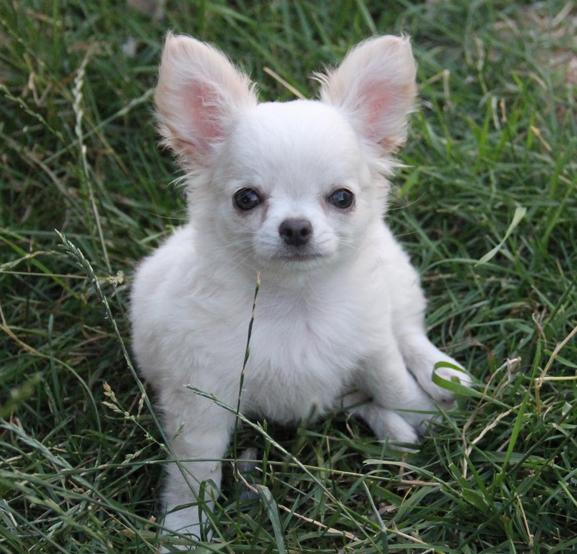 Chihuahua Mighty Heart Justin Bieber billede 9