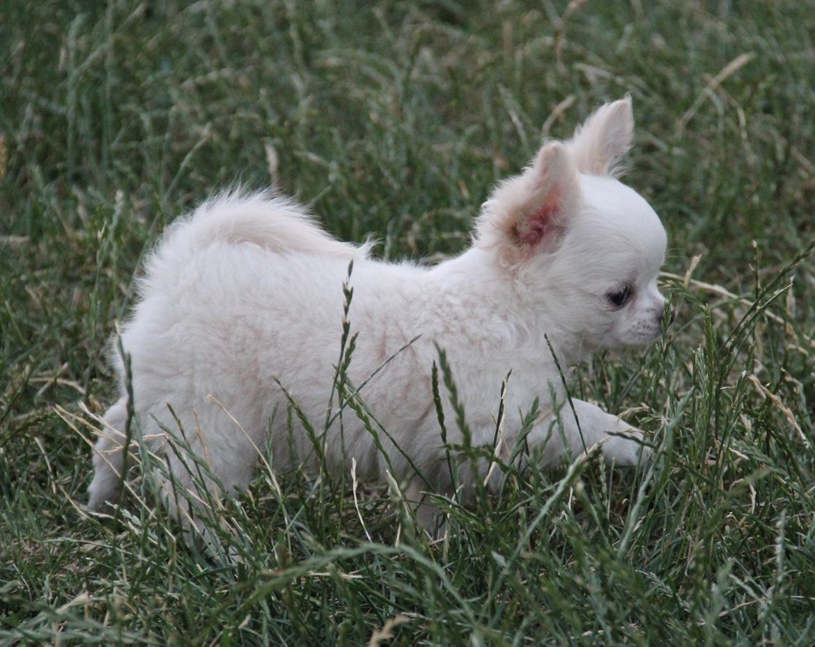 Chihuahua Mighty Heart Justin Bieber billede 10