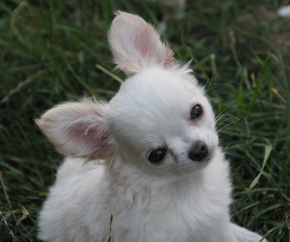 Chihuahua Mighty Heart Justin Bieber billede 13