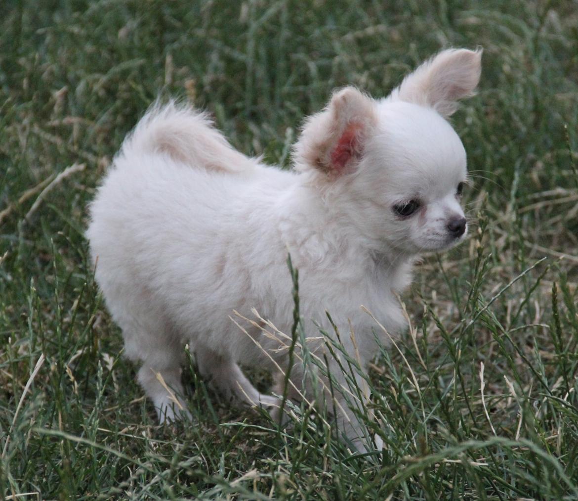 Chihuahua Mighty Heart Justin Bieber billede 14