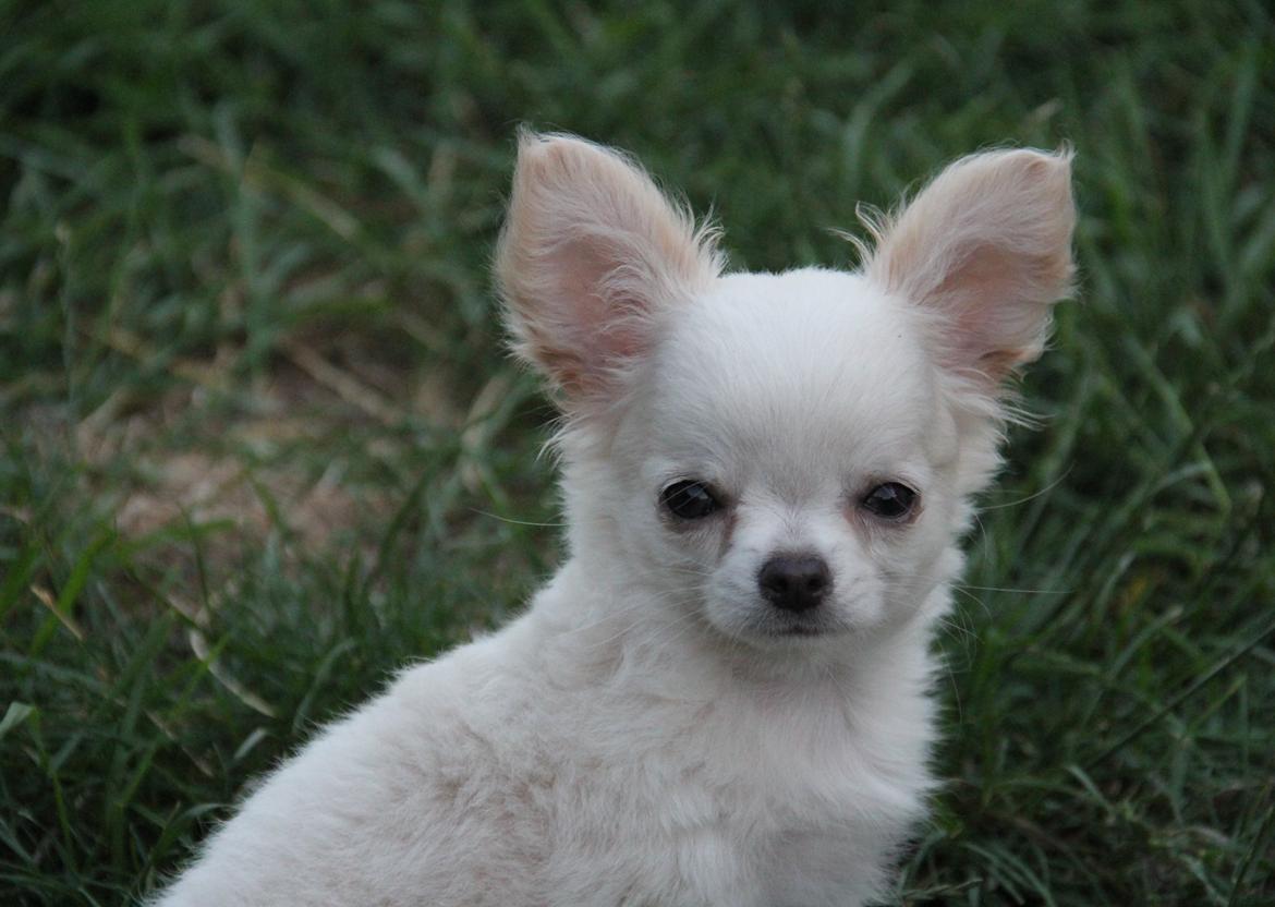 Chihuahua Mighty Heart Justin Bieber billede 12