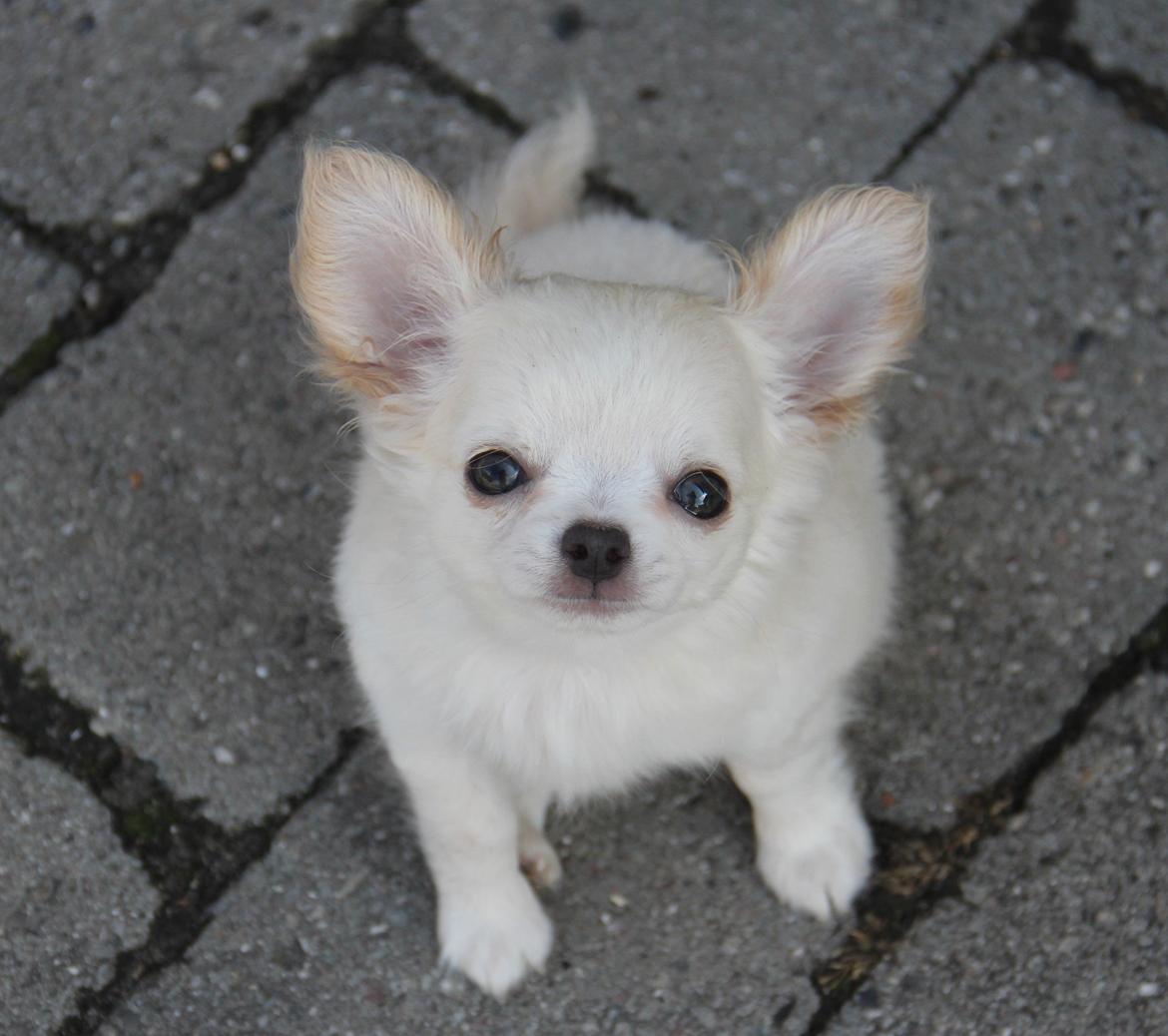 Chihuahua Mighty Heart Justin Bieber billede 15