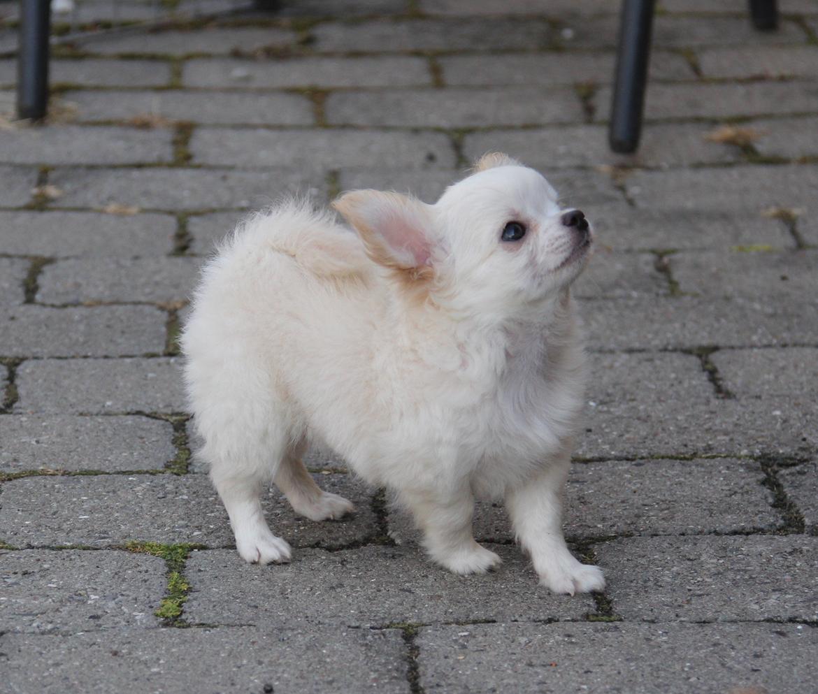 Chihuahua Mighty Heart Justin Bieber billede 16