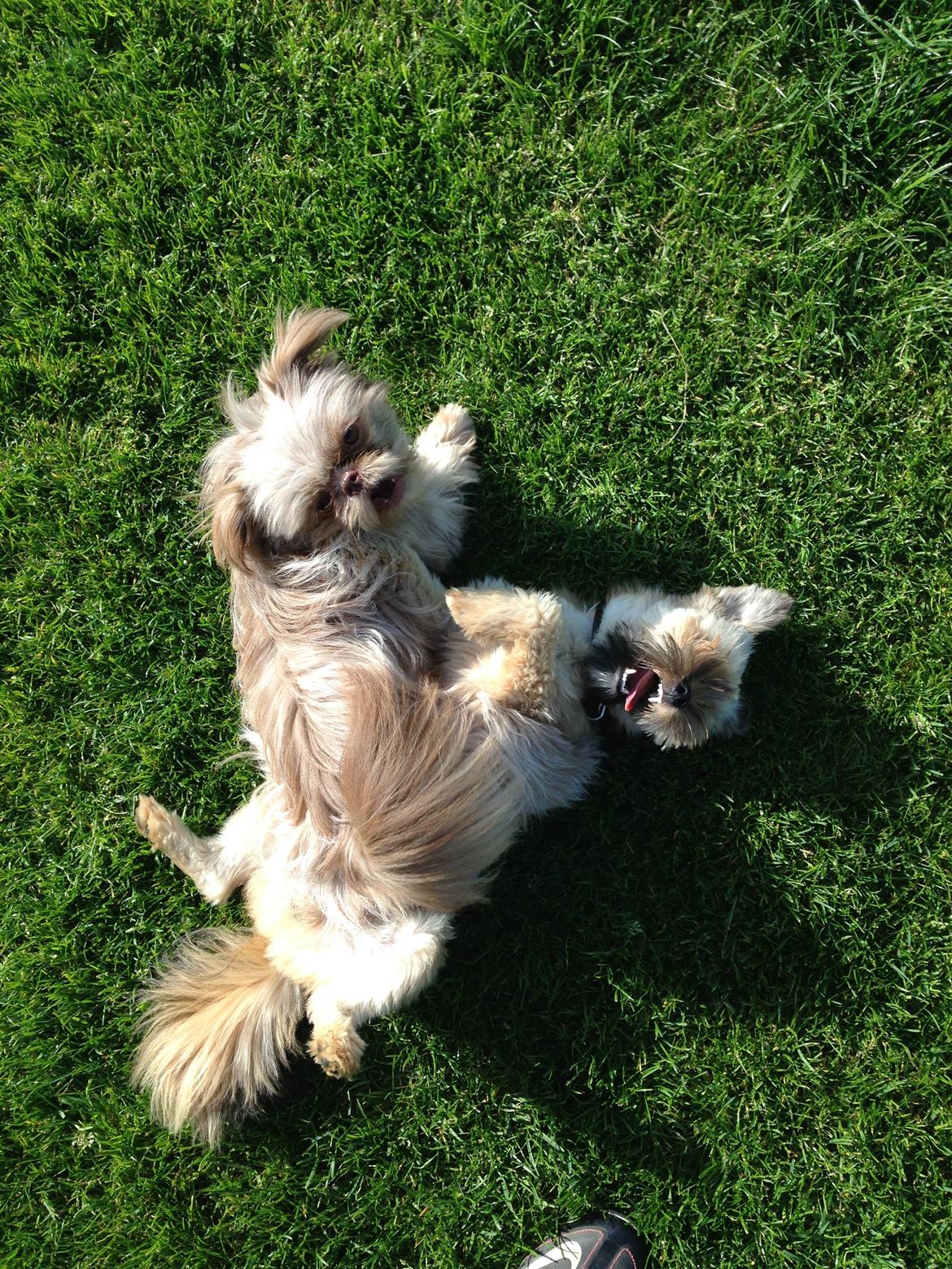 Blanding af racer Alto billede 10