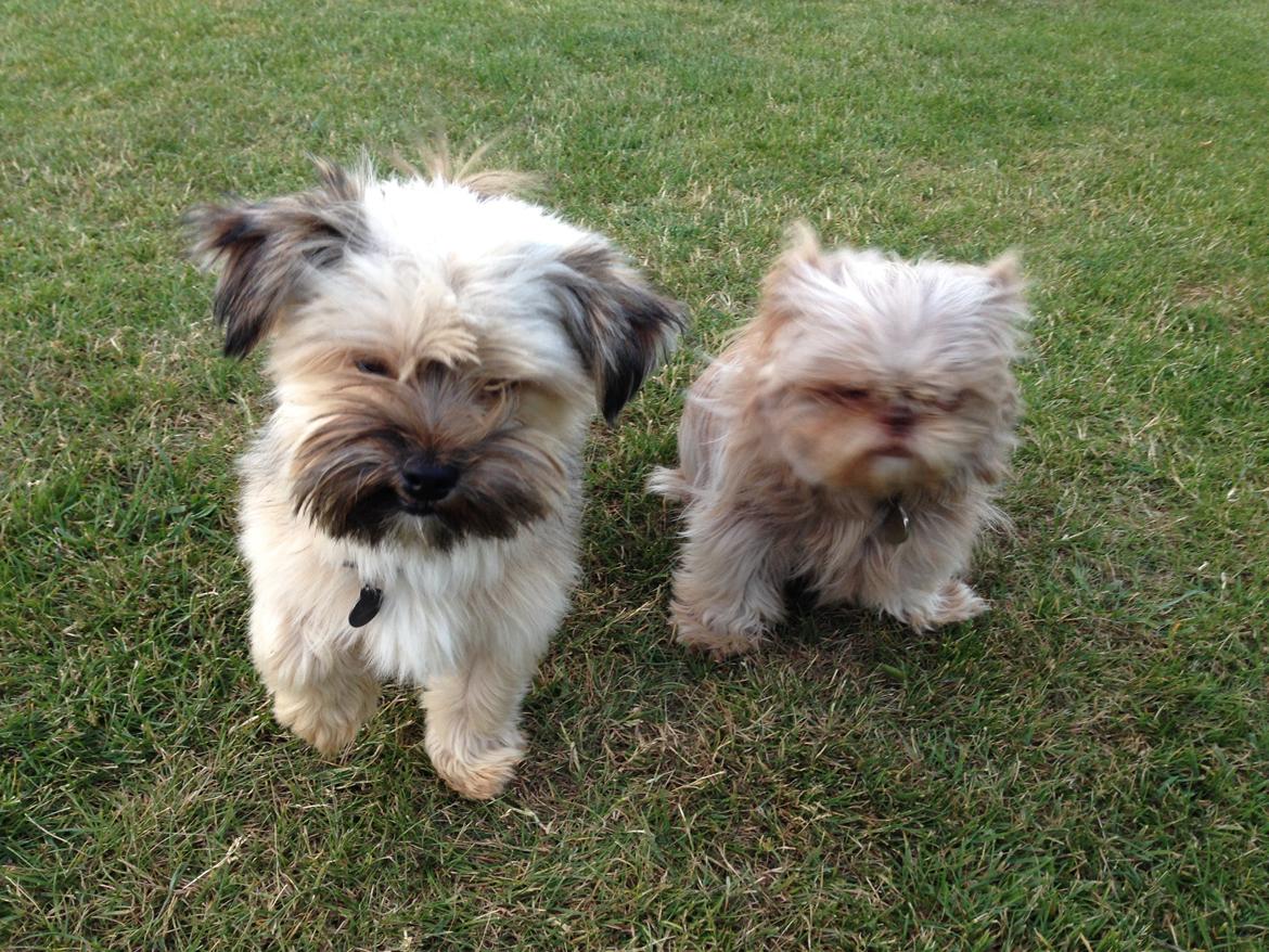 Blanding af racer Alto billede 11