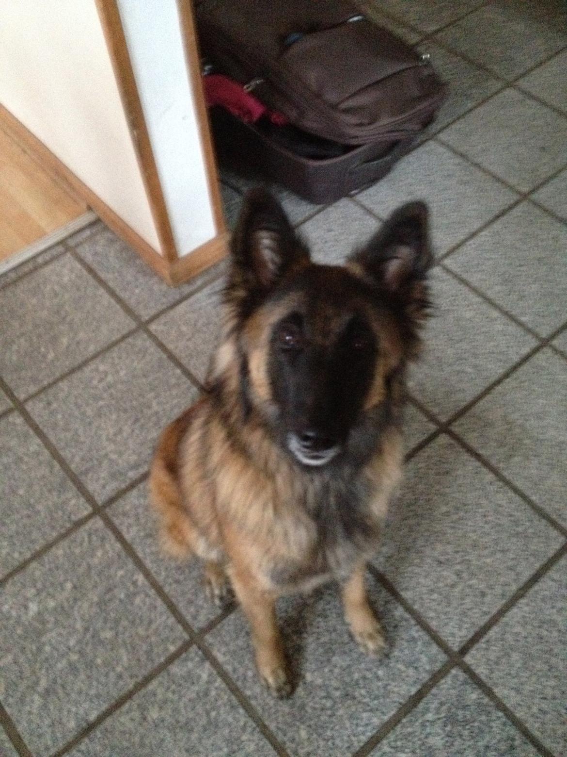 Tervueren Vuk (Cindi's Amie) - Vuk :) billede 5