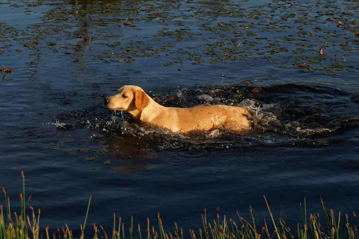 Labrador retriever Kalli - kennel midtlab Dakota billede 36