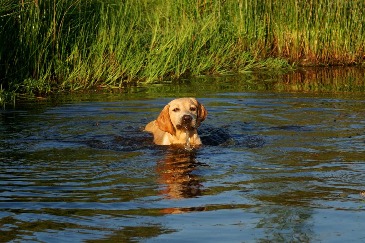 Labrador retriever Kalli - kennel midtlab Dakota billede 39