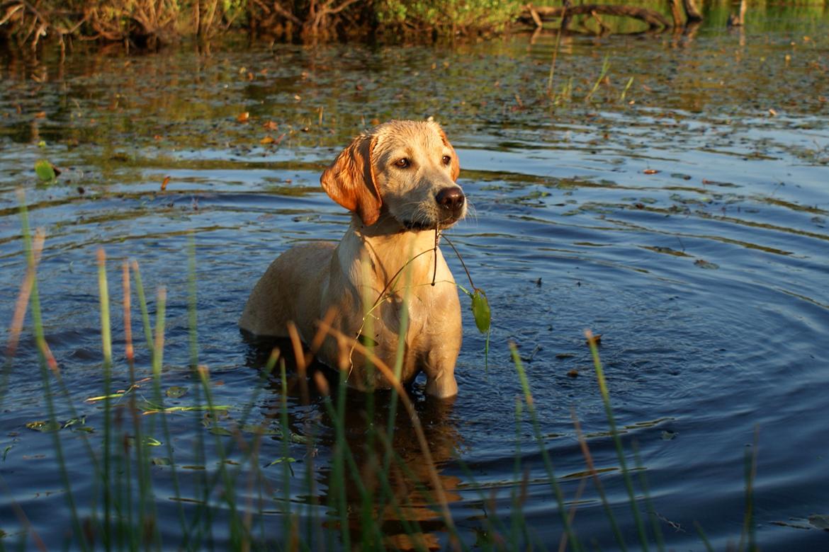 Labrador retriever Kalli - kennel midtlab Dakota billede 17