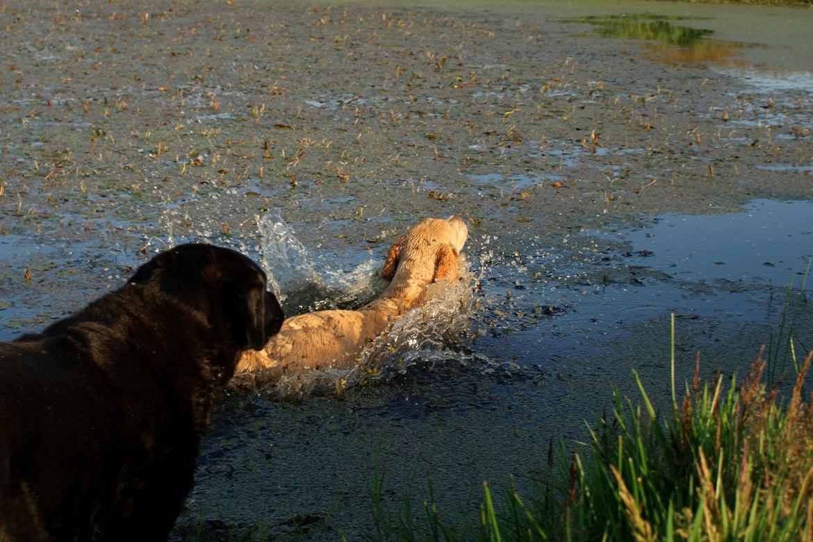 Labrador retriever Kalli - kennel midtlab Dakota billede 35