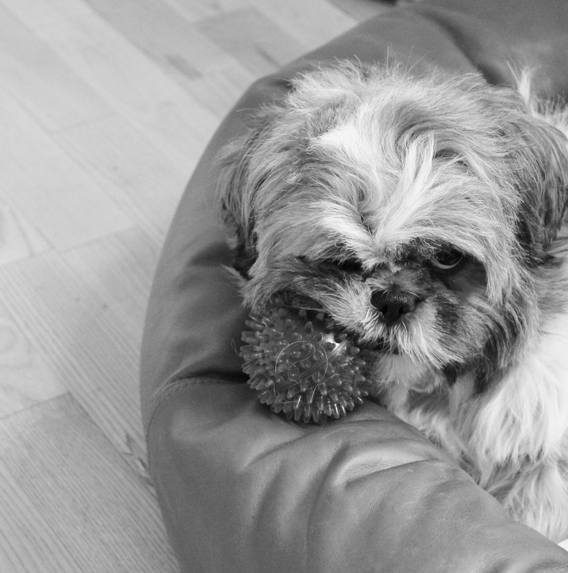 Shih tzu Maude - 14 måneder billede 6