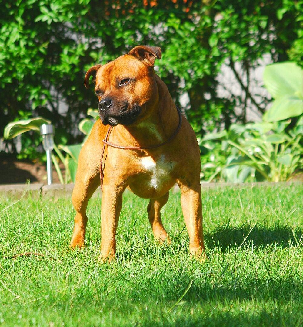 Staffordshire bull terrier Cooper - Red Devil :-) billede 1