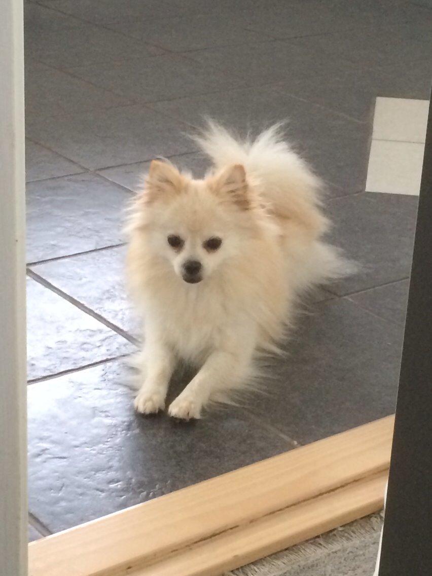 Pomeranian Cocio billede 1