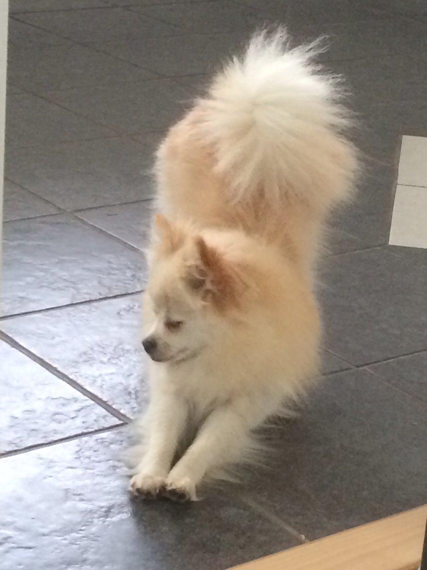 Pomeranian Cocio billede 2