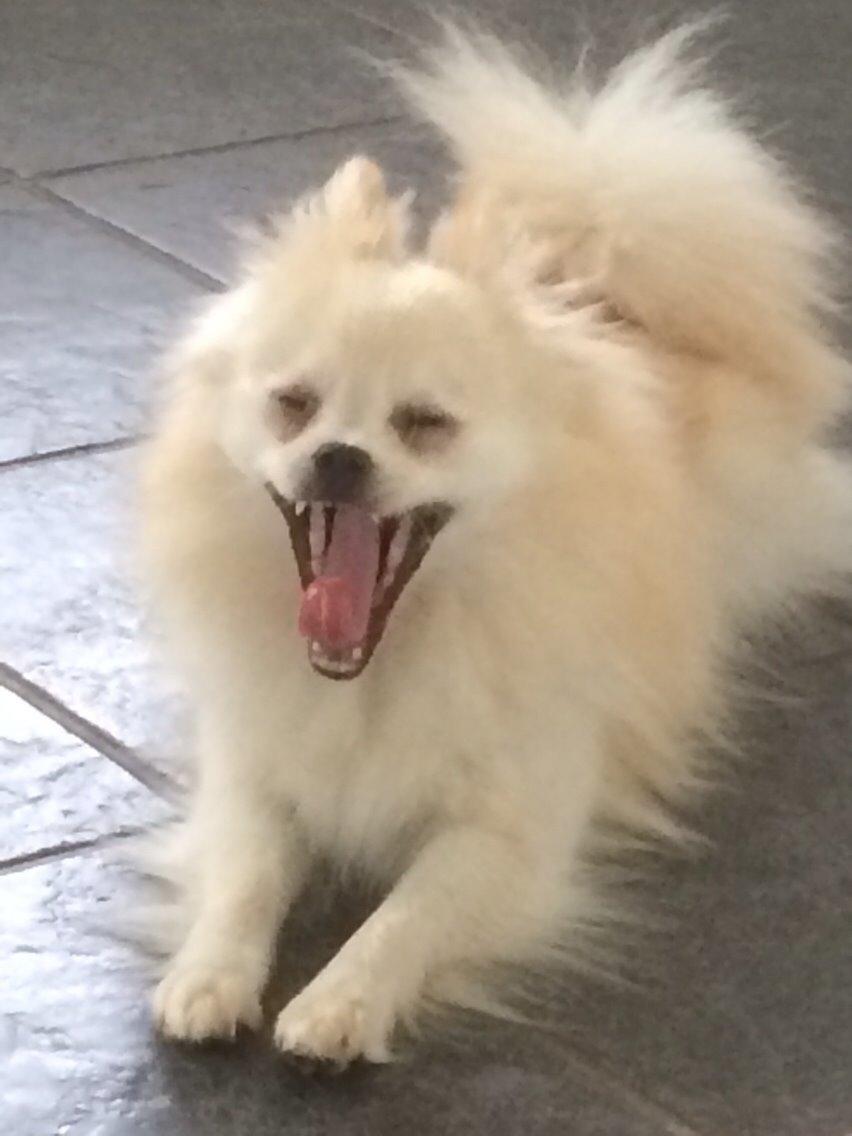 Pomeranian Cocio billede 4