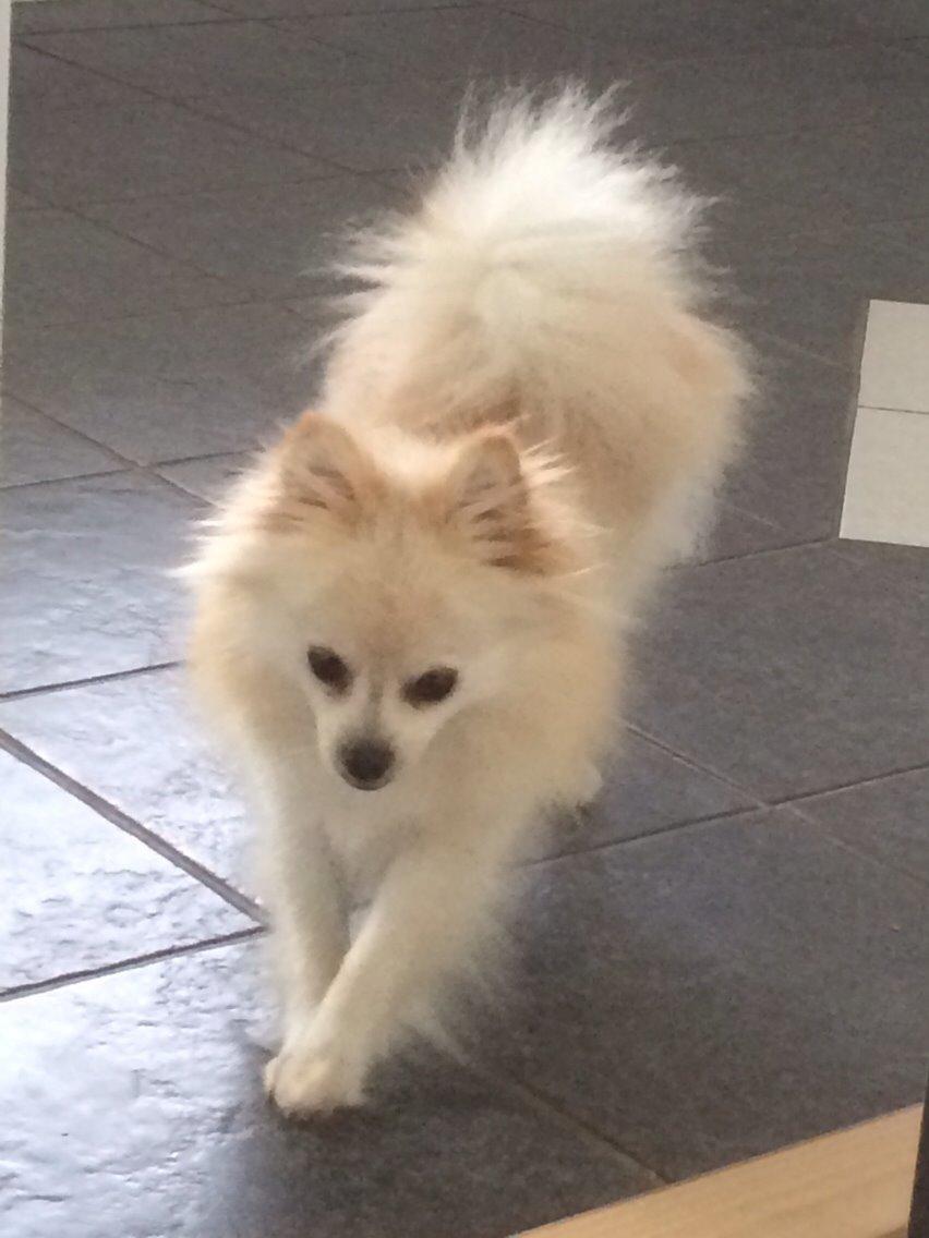 Pomeranian Cocio billede 3