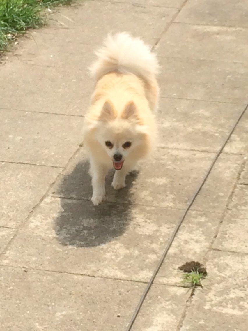 Pomeranian Cocio billede 5