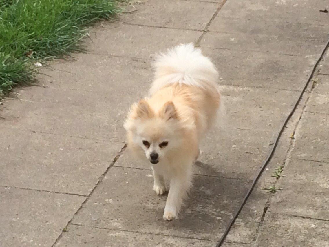 Pomeranian Cocio billede 6