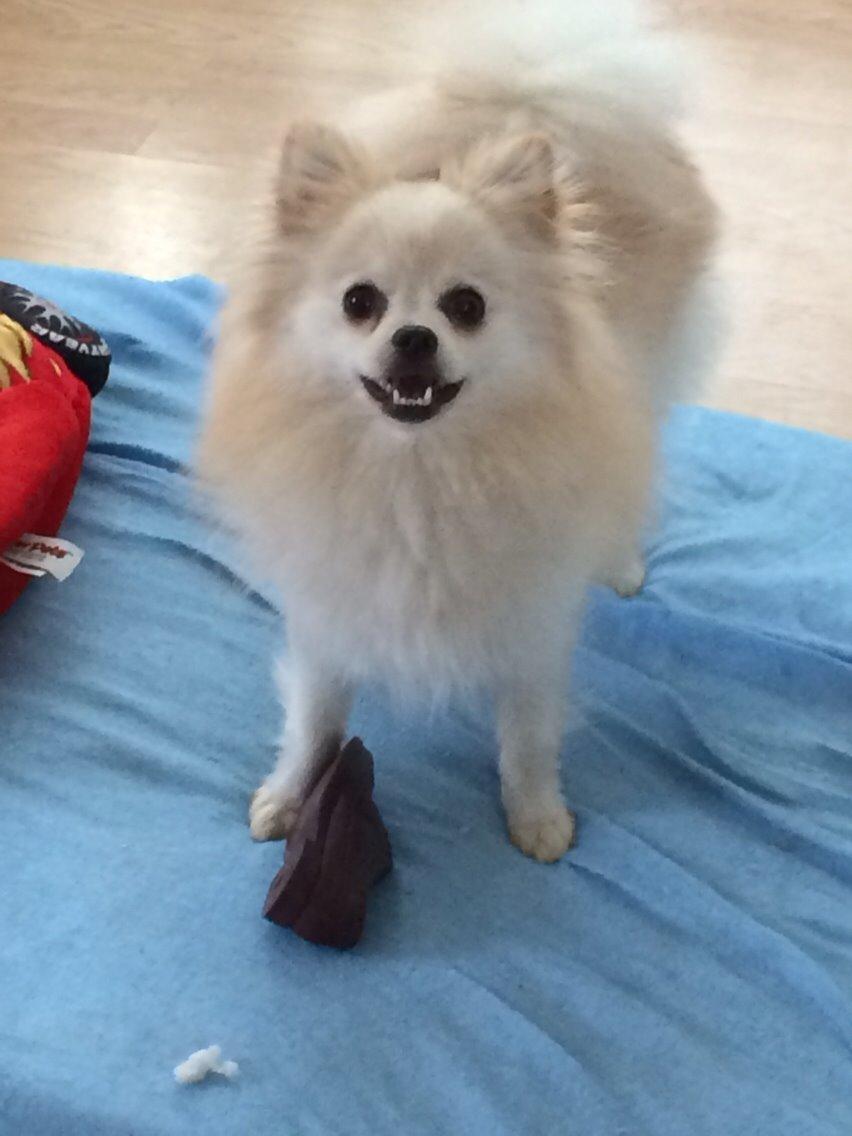 Pomeranian Cocio billede 7