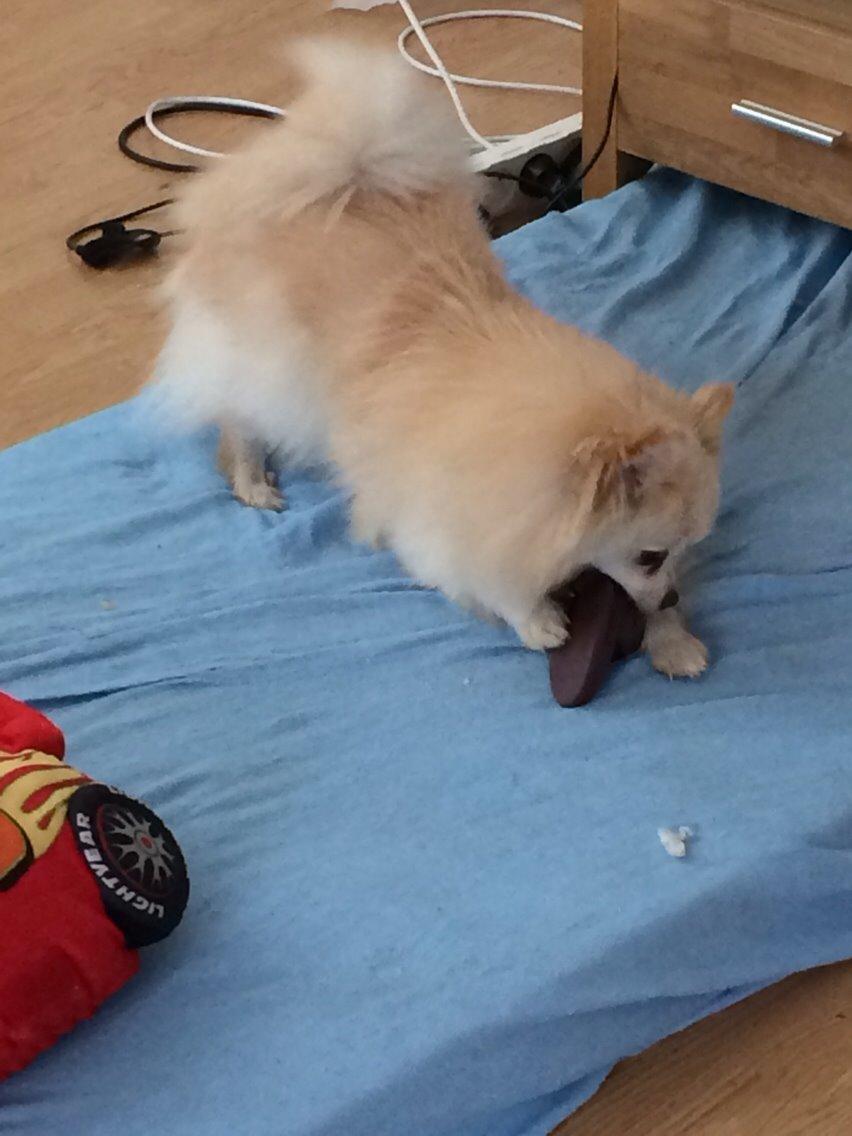 Pomeranian Cocio billede 8