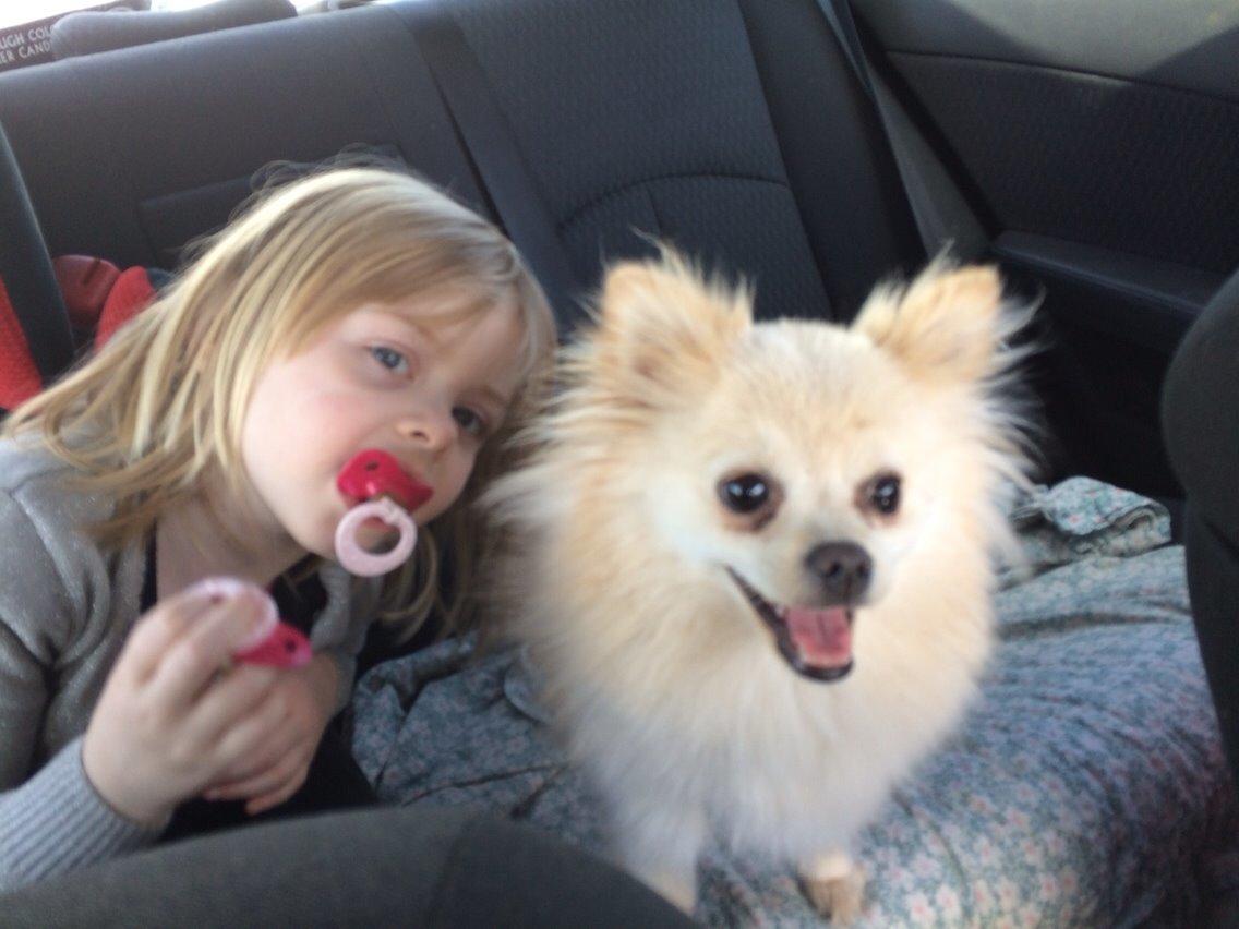 Pomeranian Cocio billede 10