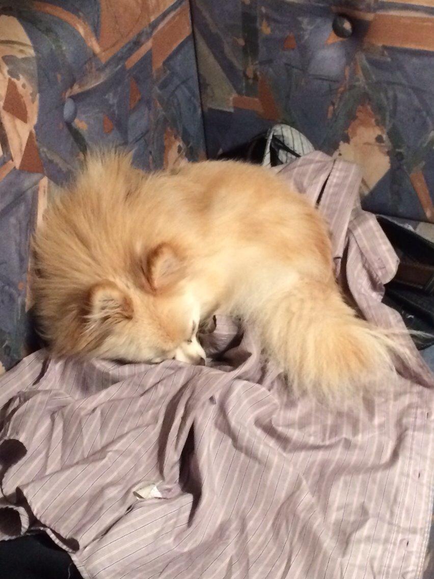 Pomeranian Cocio billede 9