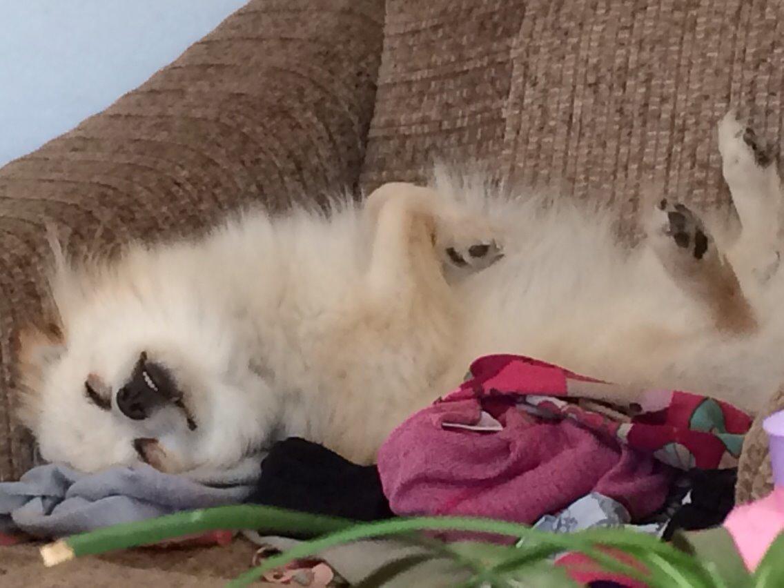 Pomeranian Cocio billede 11