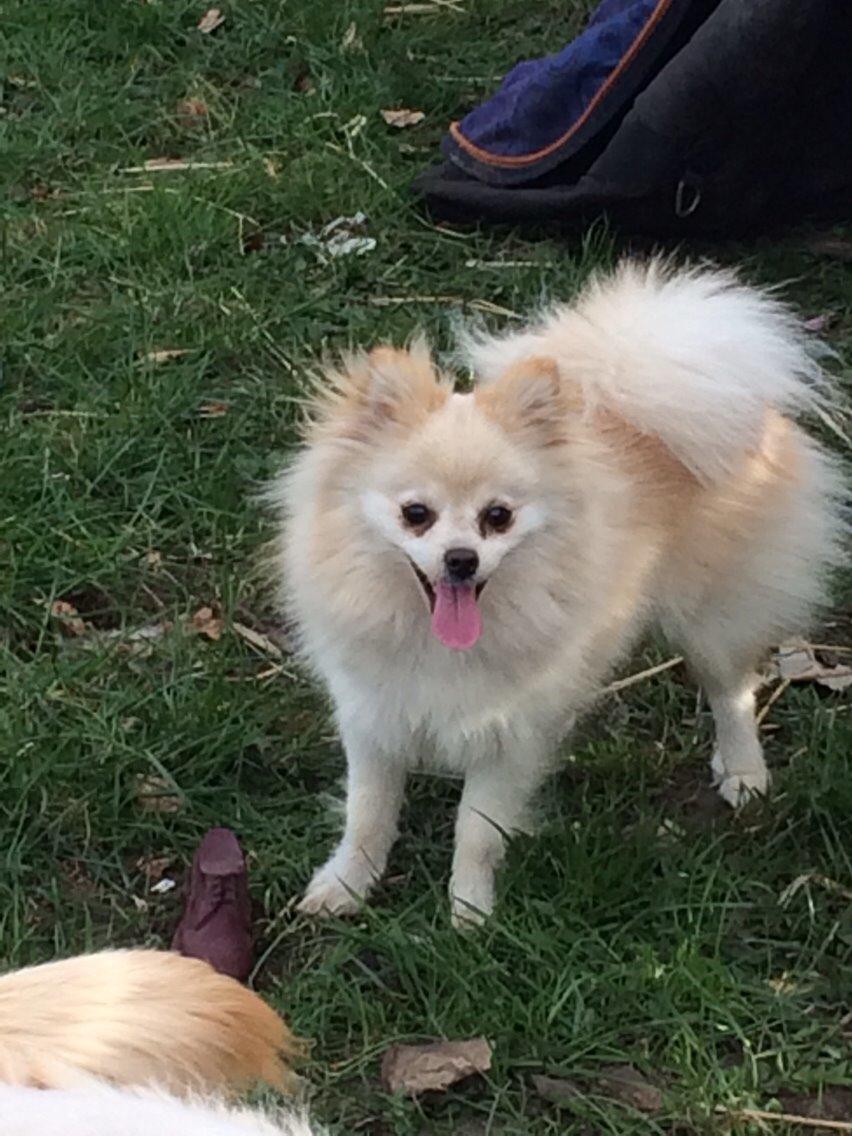 Pomeranian Cocio billede 13