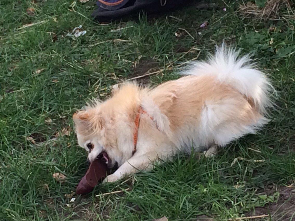 Pomeranian Cocio billede 16