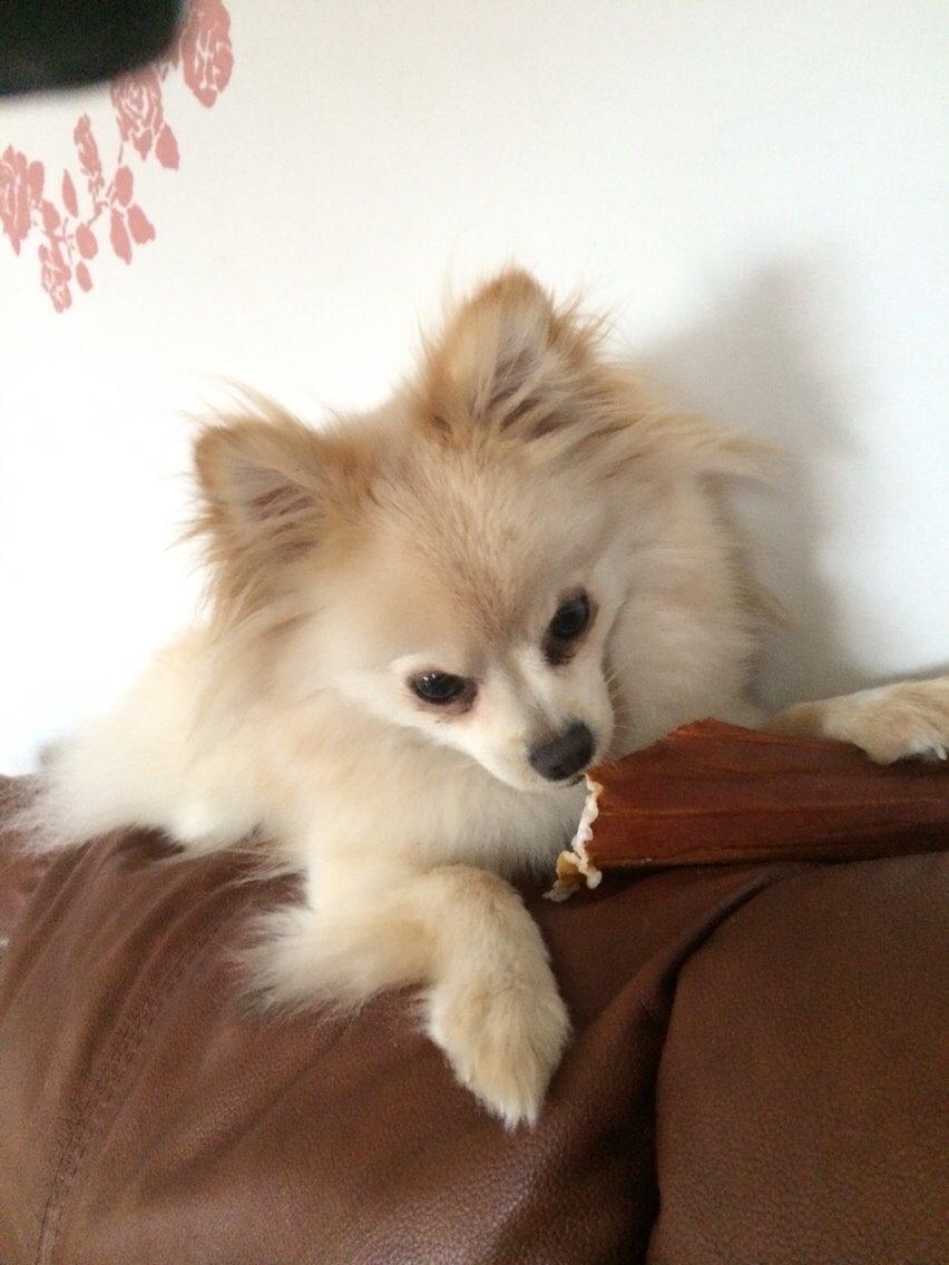 Pomeranian Cocio billede 17