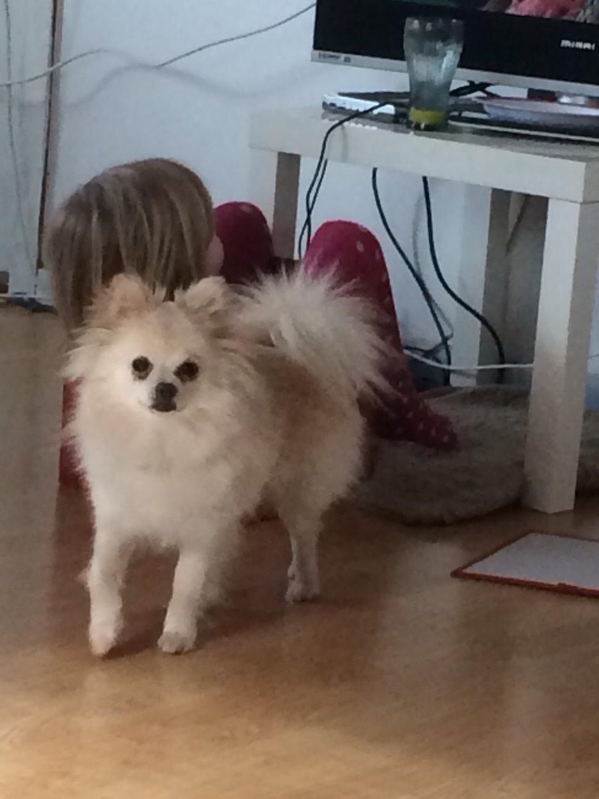 Pomeranian Cocio billede 19