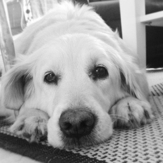 Blanding af racer Misty *R.I.P* <3 - <3 billede 3