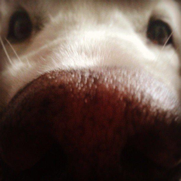 Blanding af racer Misty *R.I.P* <3 - <3 billede 4