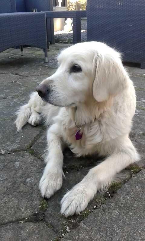 Blanding af racer Misty *R.I.P* <3 - Året, hvor du blev syg :'( 2014 billede 6