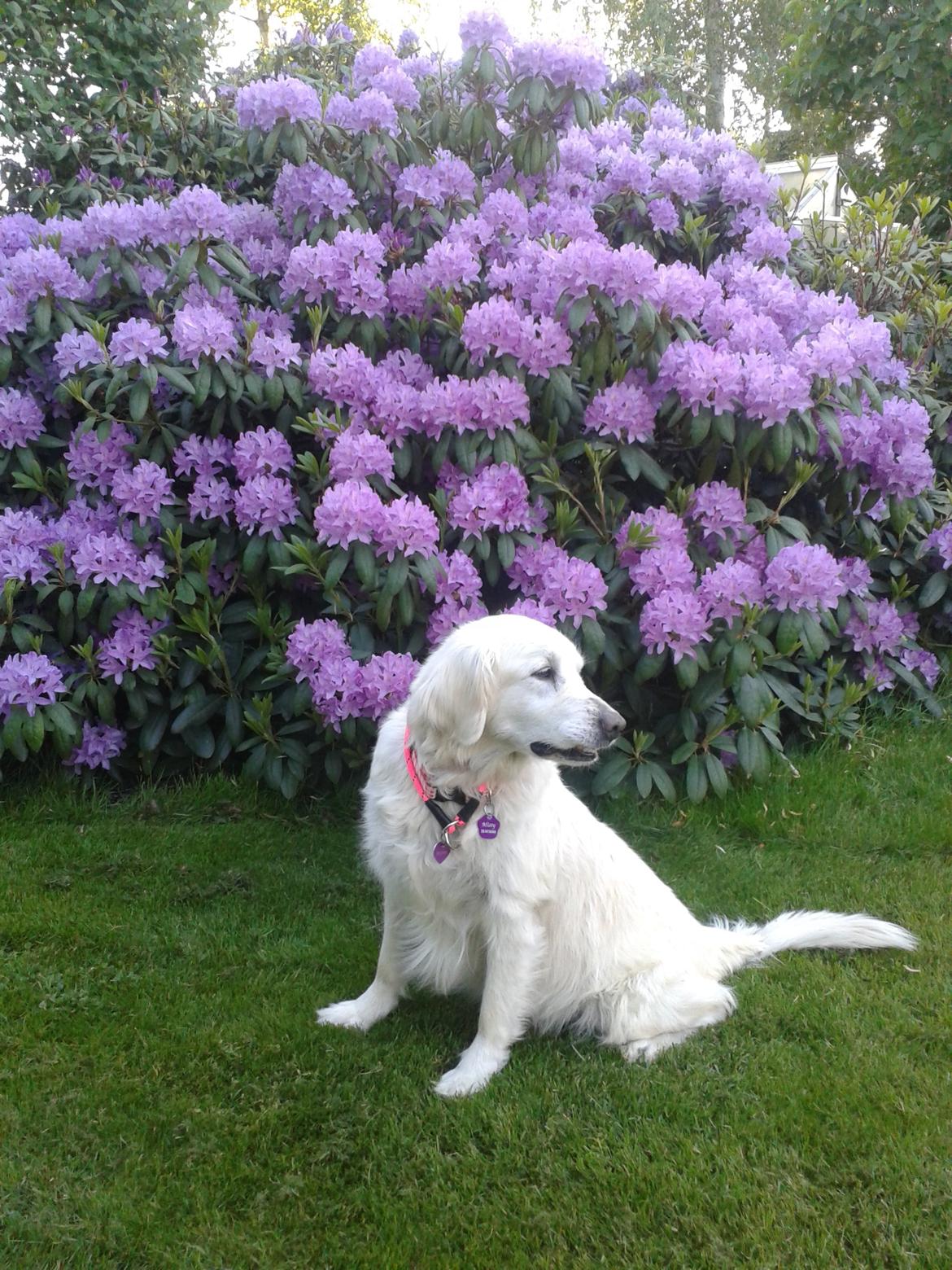 Blanding af racer Misty *R.I.P* <3 - Hos morfar :) billede 7