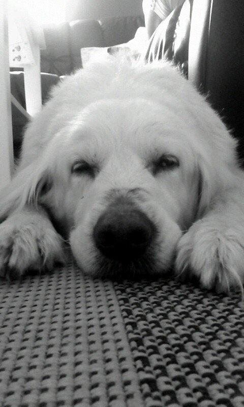 Blanding af racer Misty *R.I.P* <3 - :) billede 8