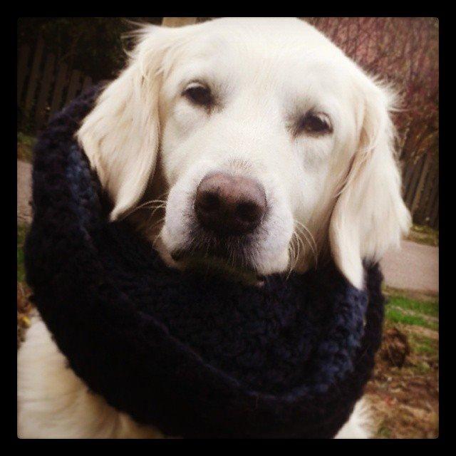 Blanding af racer Misty *R.I.P* <3 - Efteråret, hvor du lånte mit halstørklæde :') billede 2