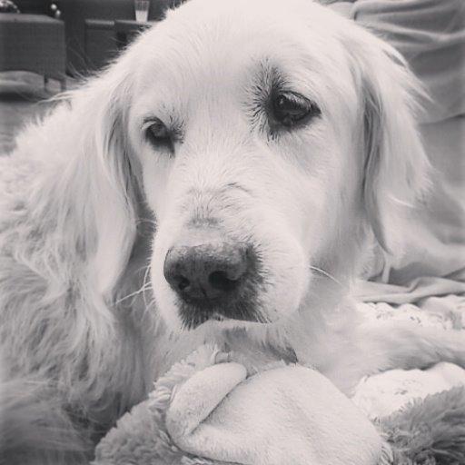 Blanding af racer Misty *R.I.P* <3 - Billedet her betyder mere end noget andet <3 Det blev taget blot 20 minutter inden du forlod os <3 Man kan virkelig se her at du er træt og udmattet og ikke kan mere, du fik fred <3 billede 10