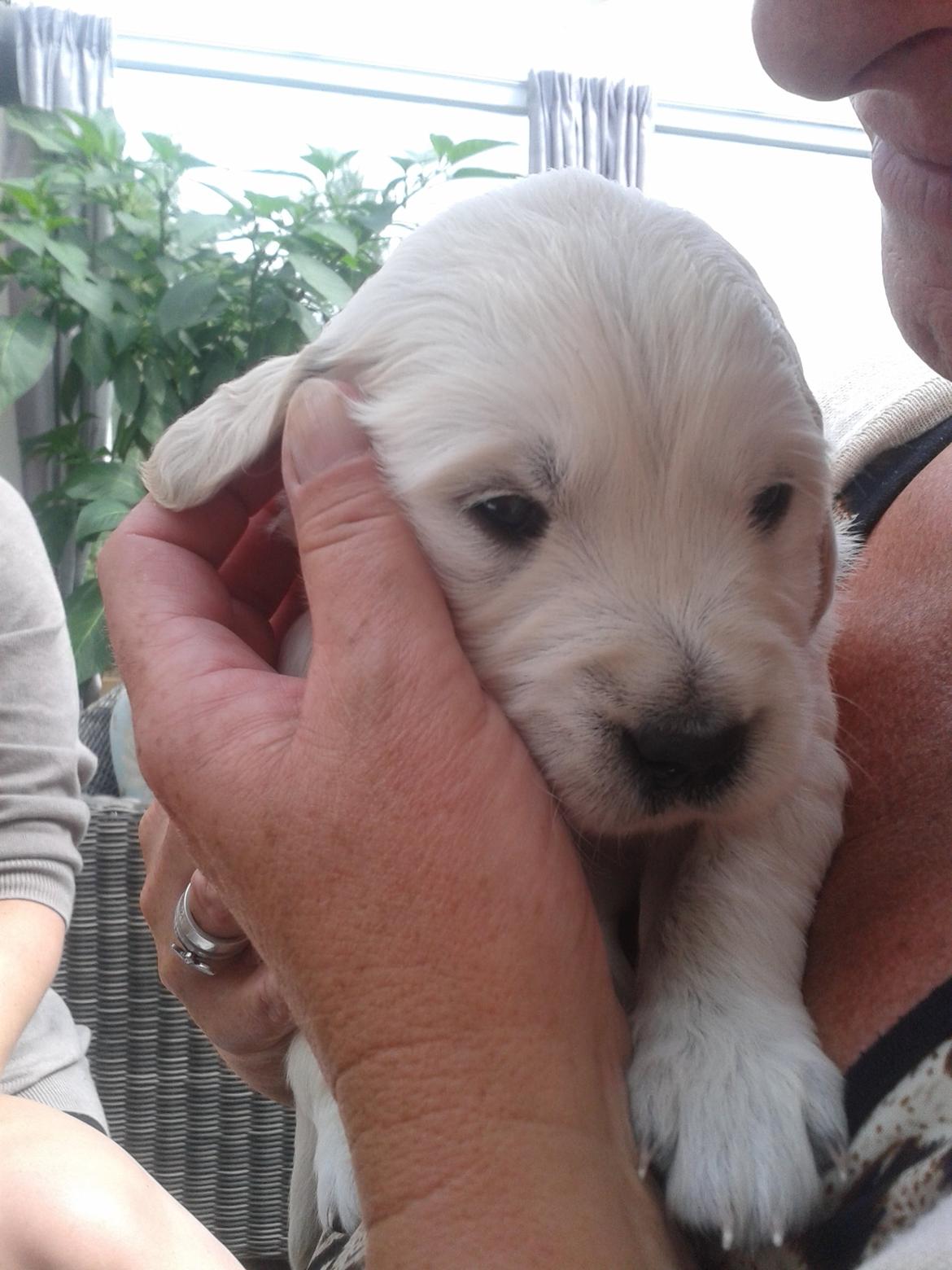Golden retriever Milton - 4 uger, første besøg billede 2