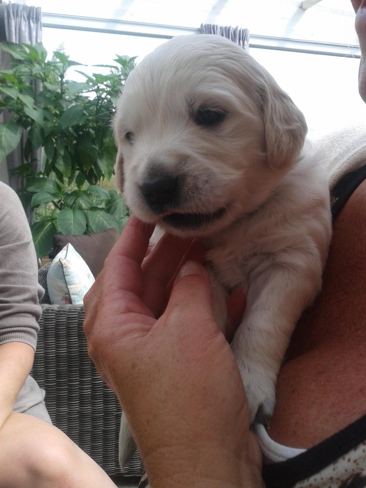 Golden retriever Milton - 4 uger, første besøg - Så kææær <3 billede 4