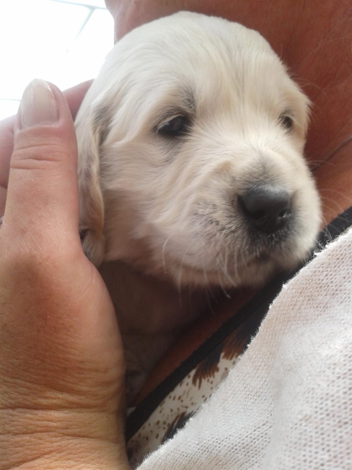 Golden retriever Milton - 4 uger, første besøg - Se lige det sælhoved han har :) billede 5