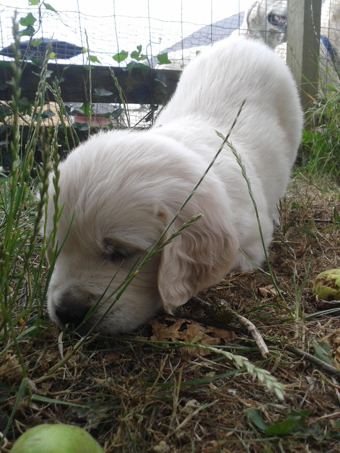 Golden retriever Milton - 6 uger, andet besøg - Pinde er sjove xP billede 6