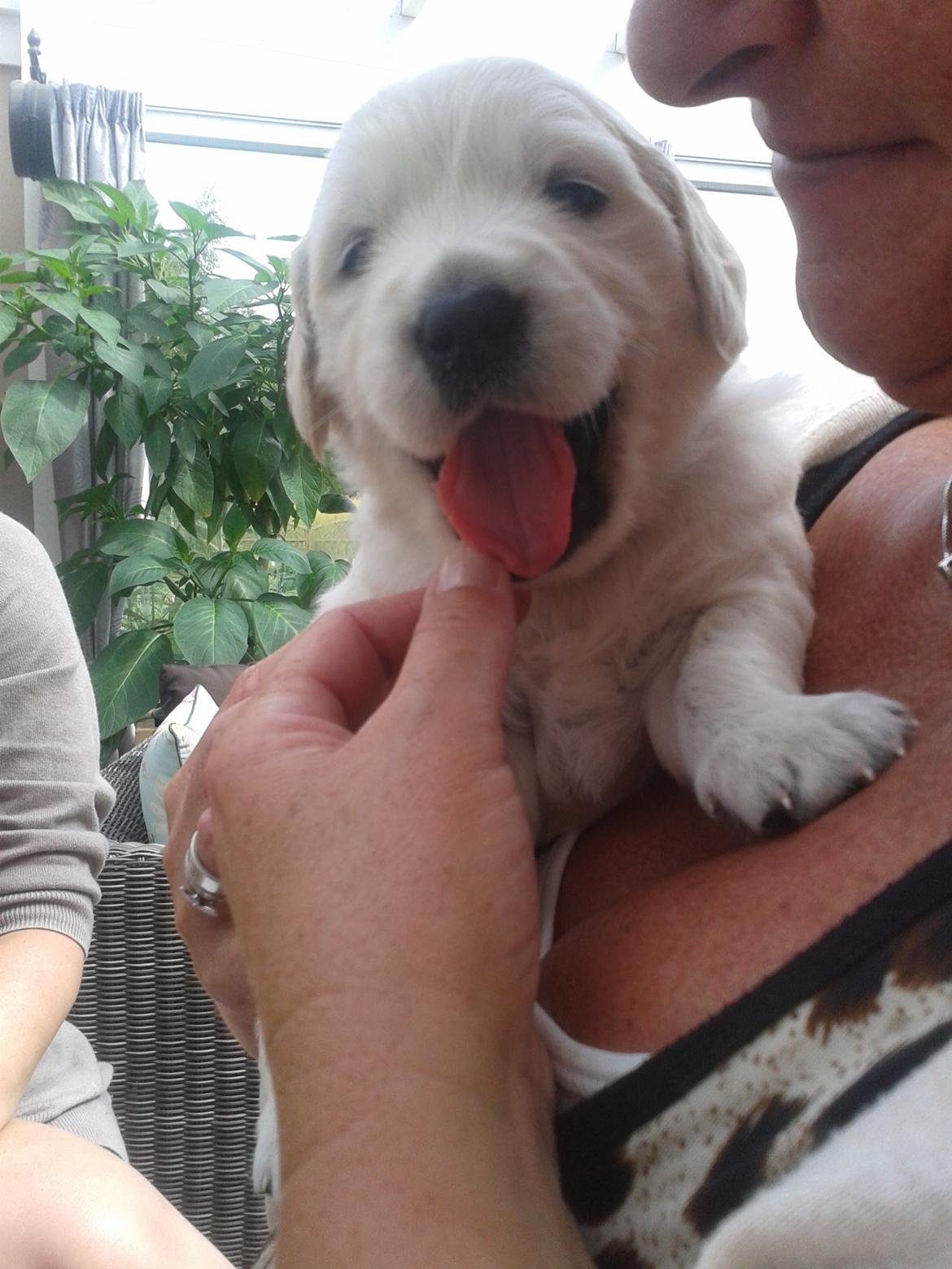 Golden retriever Milton - 4 uger, første besøg - Sikke en charmetrold :) billede 3